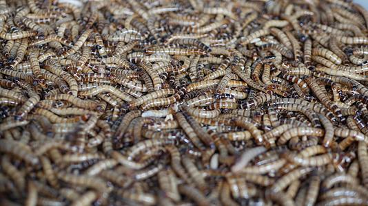 许多甲虫幼虫在市场上的容器底部爬行为许多甲虫幼虫行视频的预览图