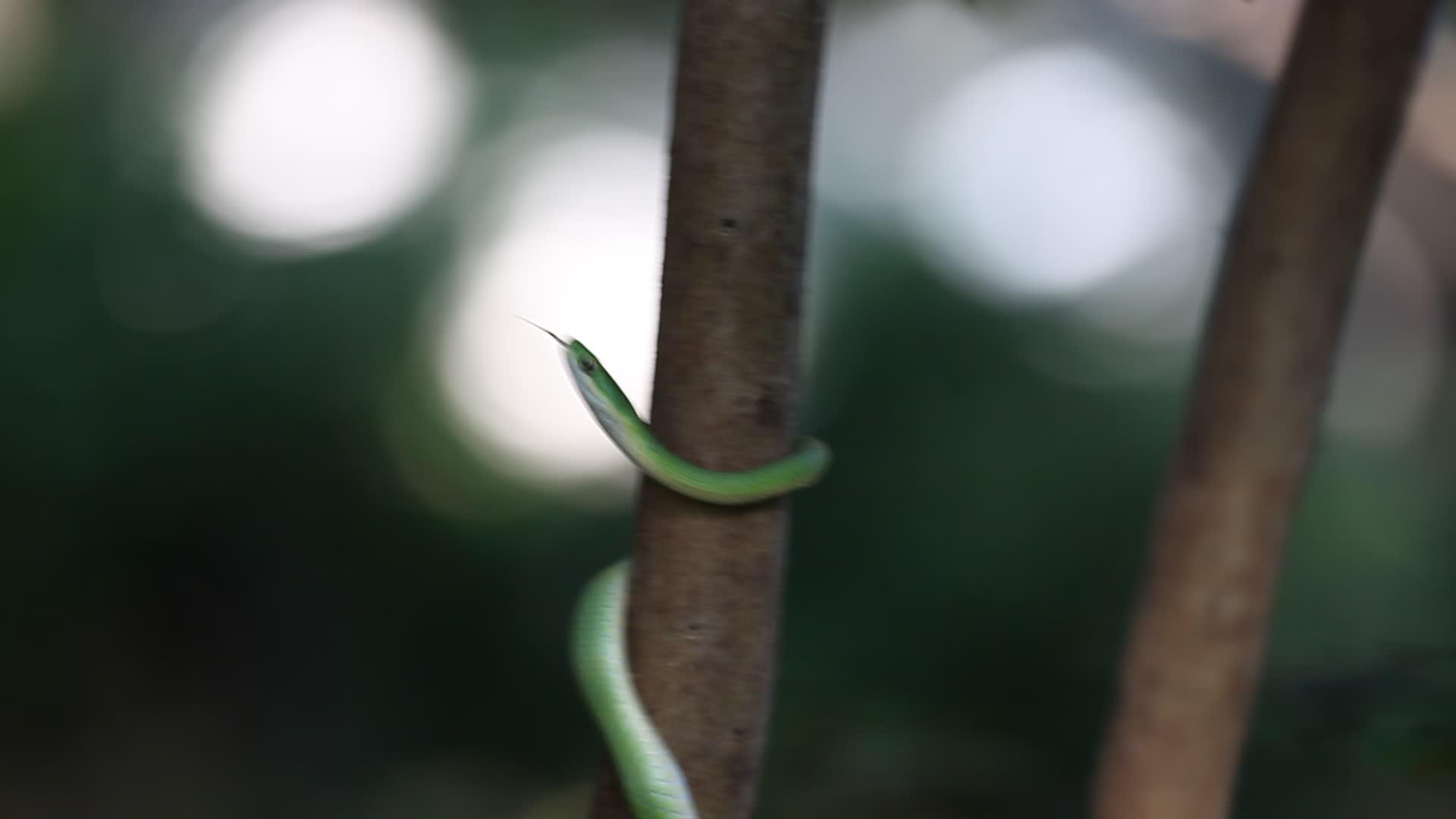 爬树的绿蛇吃腐烂的蛇视频的预览图
