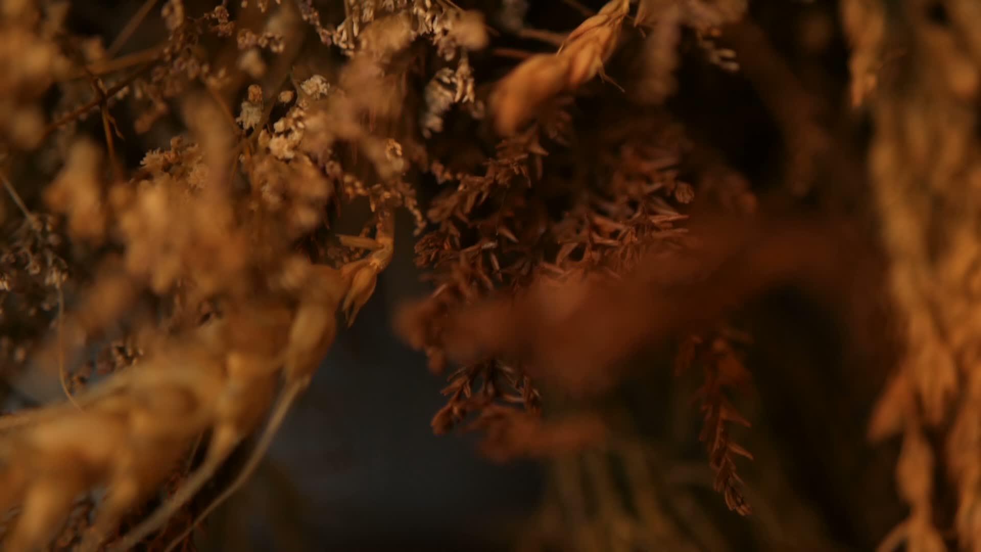 近距离关闭死耳了解其背景是由谷物干金制成的花束视频的预览图