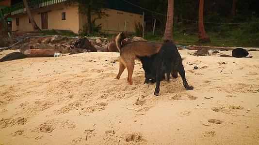 在沙滩上挖沙子的狗视频的预览图