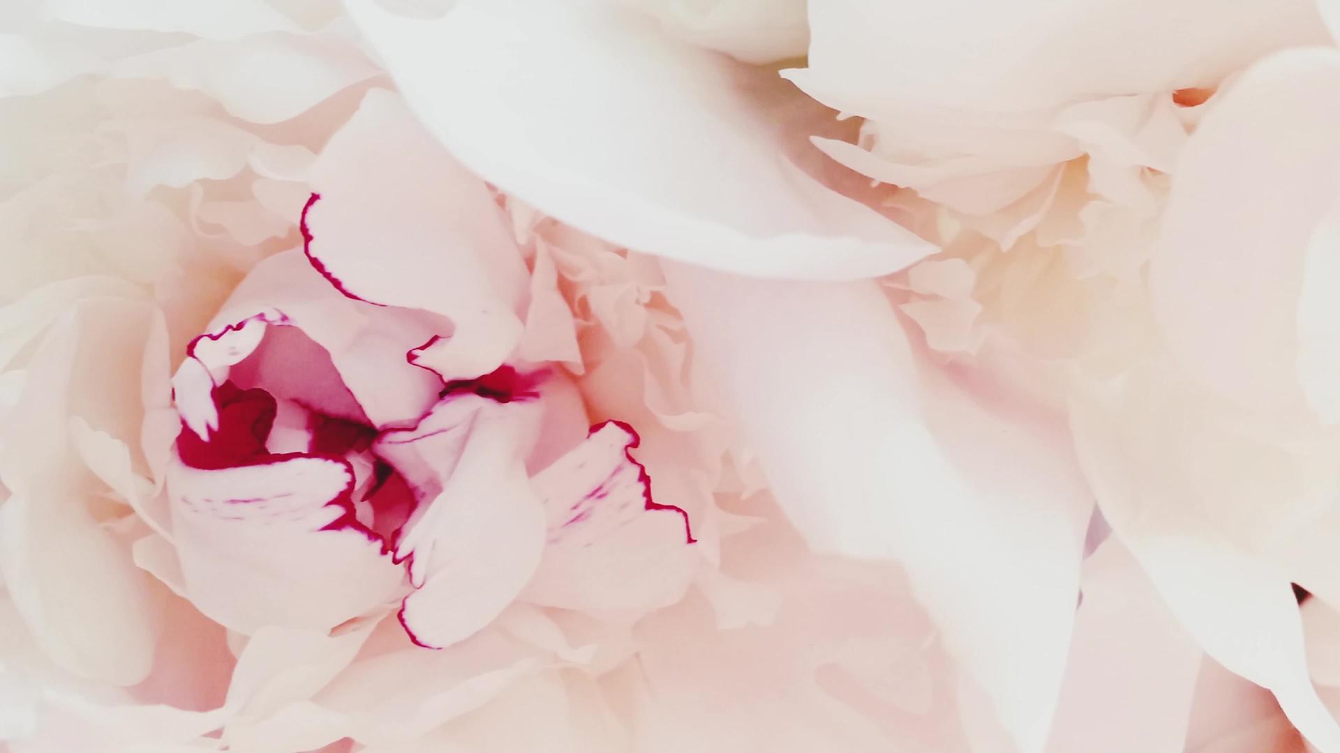 白色和粉色小马花作为背景婚礼和花卉装饰视频的预览图