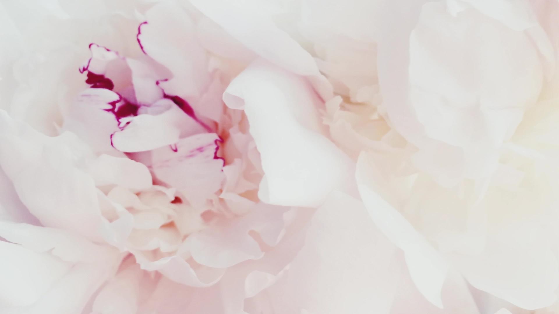 白色和粉色小马花作为背景婚礼和花卉装饰视频的预览图