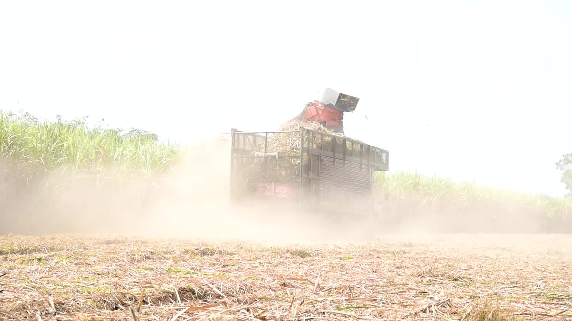 甘蔗收割机收获甘蔗视频的预览图