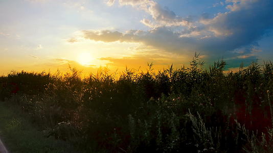 日落时甘蔗种植园在田野旁边的乡村开车视频的预览图
