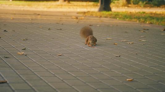城市公园里上蹿下跳的松鼠视频的预览图