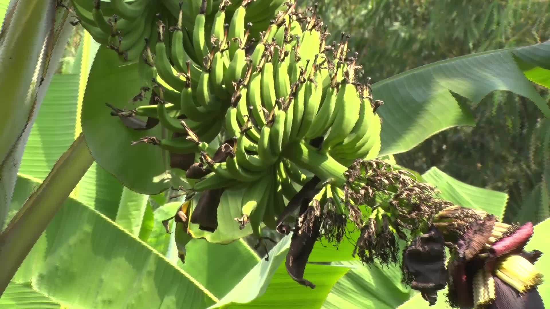 香蕉果视频的预览图