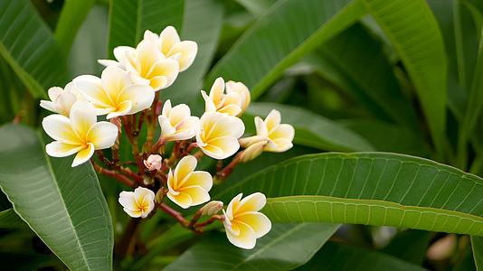 春天花园里五颜六色的热带花卉的宏观特写模糊在阳光下视频的预览图