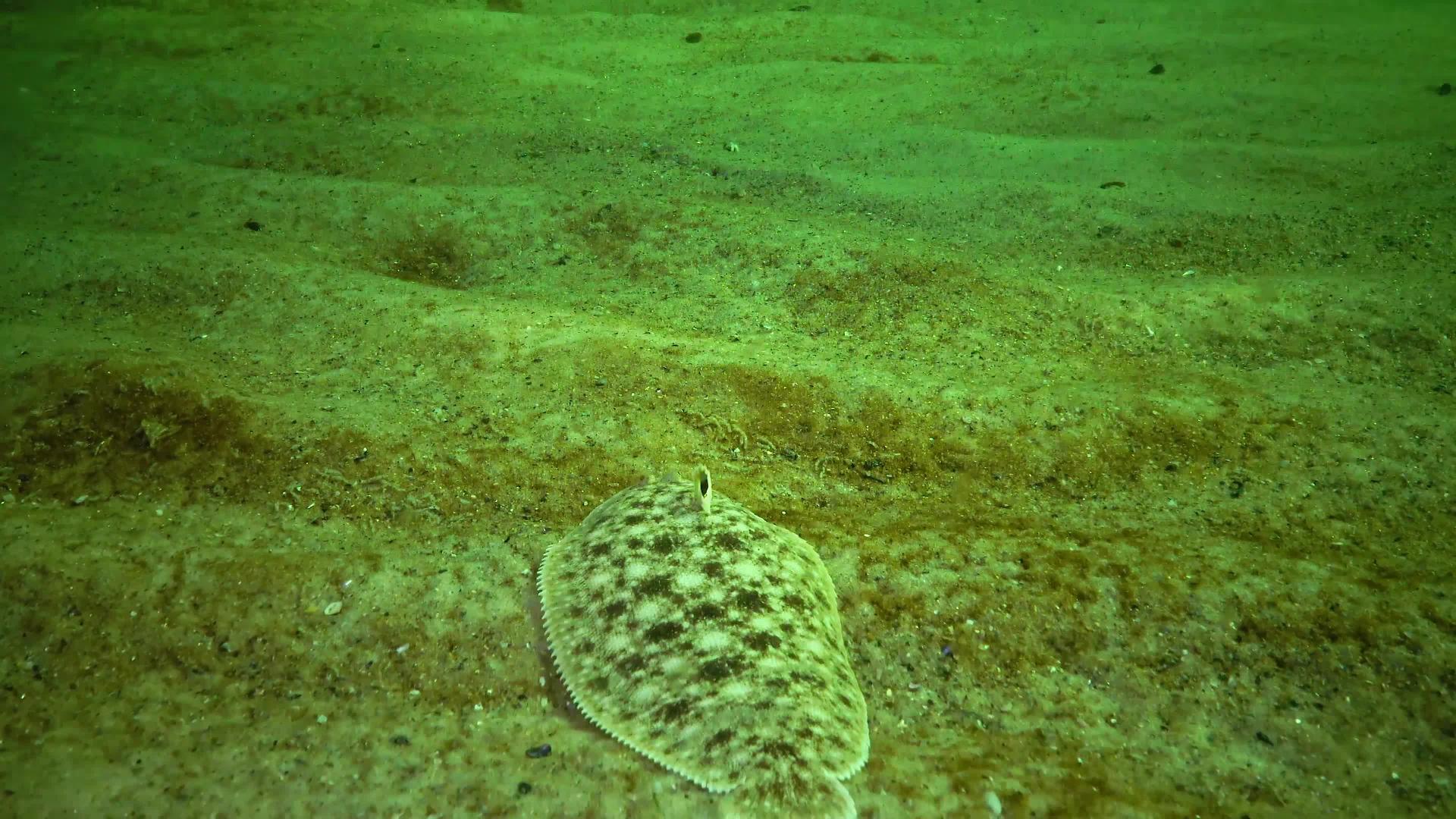 平板鱼沙底拖网Pegusalascaris与沙类似视频的预览图