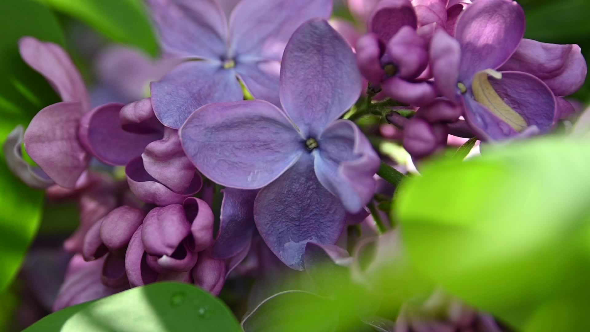 紫色的花朵视频的预览图