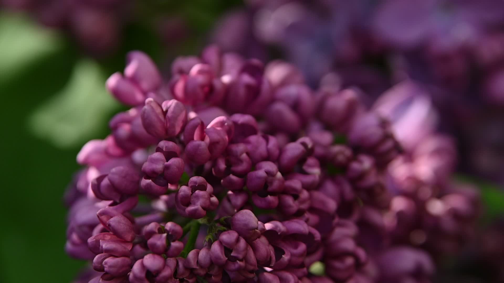 紫色的花朵视频的预览图