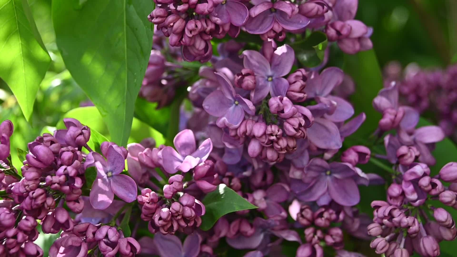 紫色的花朵视频的预览图