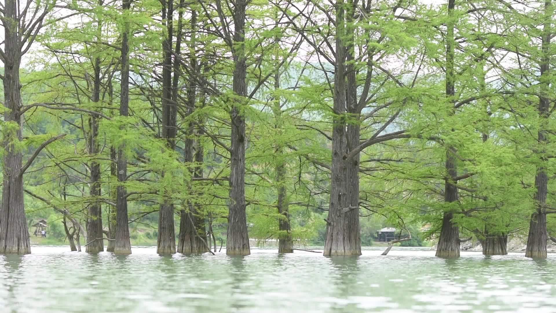 树干封闭沼泽从水中生长出来视频的预览图