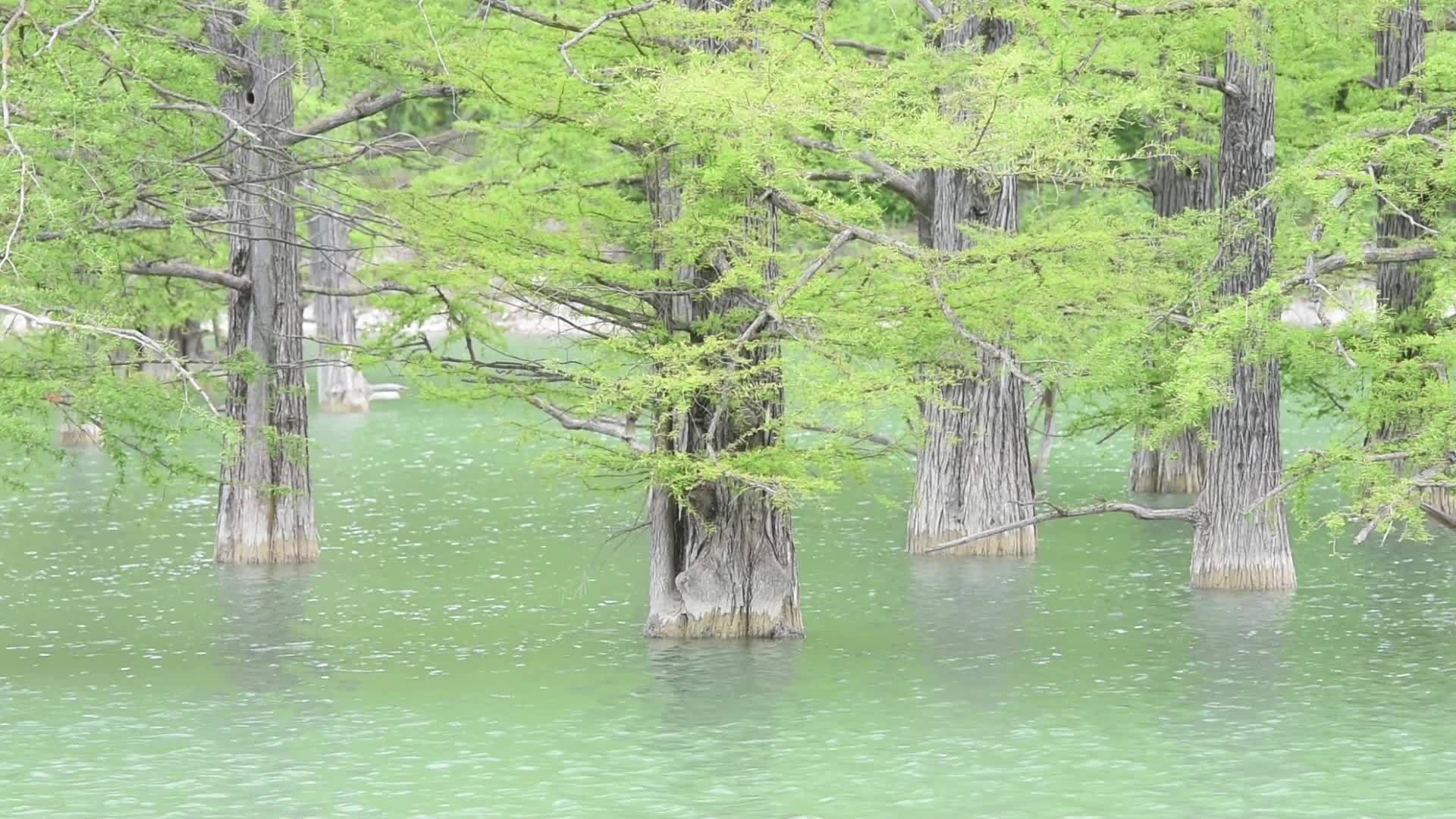 沼泽的树干从水中产生视频的预览图