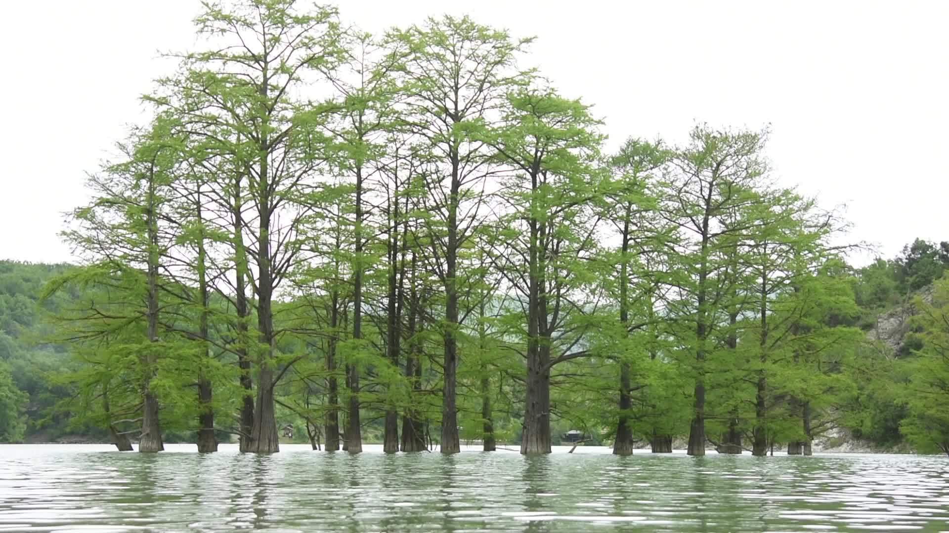 Cypress沼泽水泉视频的预览图