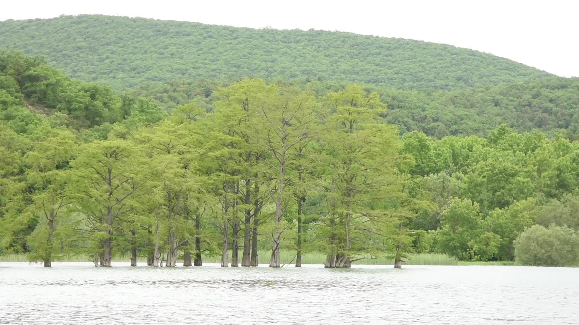 西波沼泽从湖边的水中生长在山的背景下视频的预览图