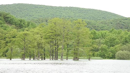 西波沼泽从湖边的水中生长在山的背景下视频的预览图