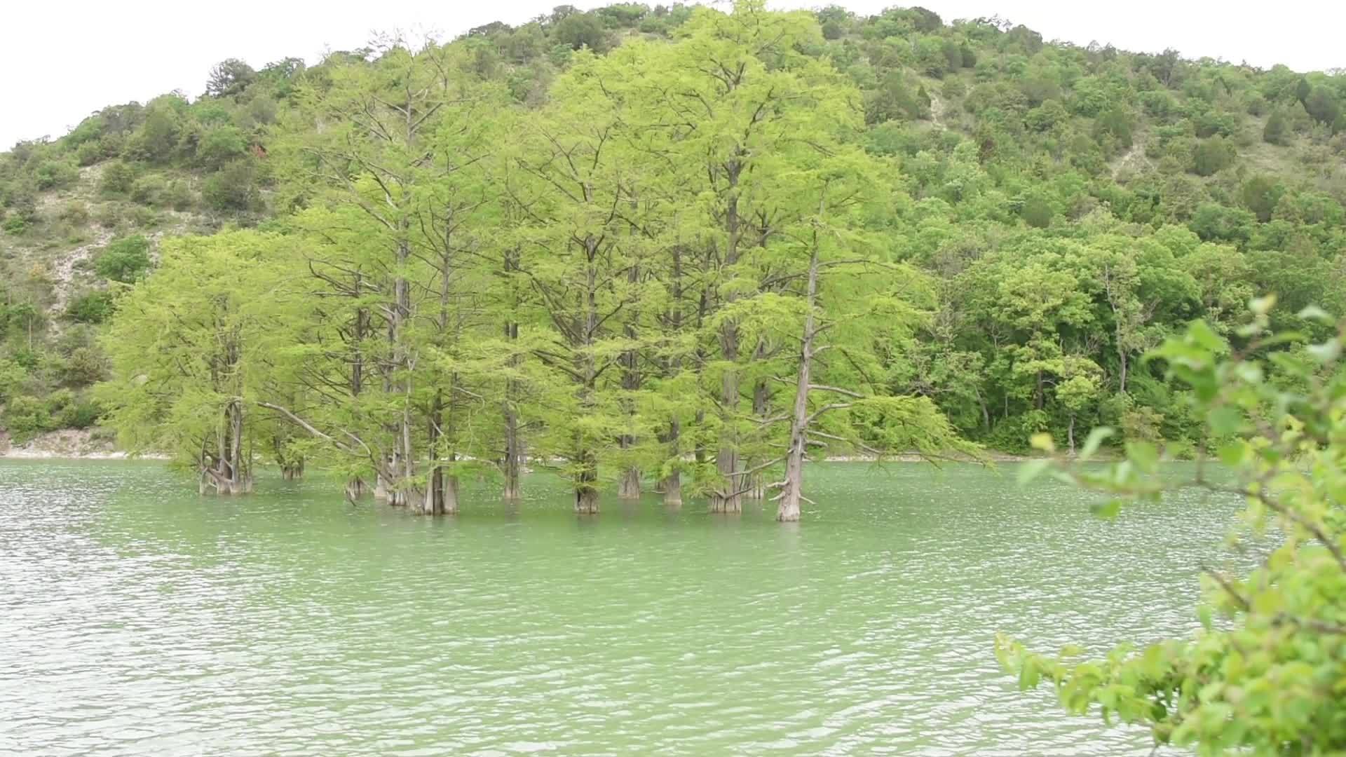 以山为背景的岩浆沼泽树生长在水中视频的预览图