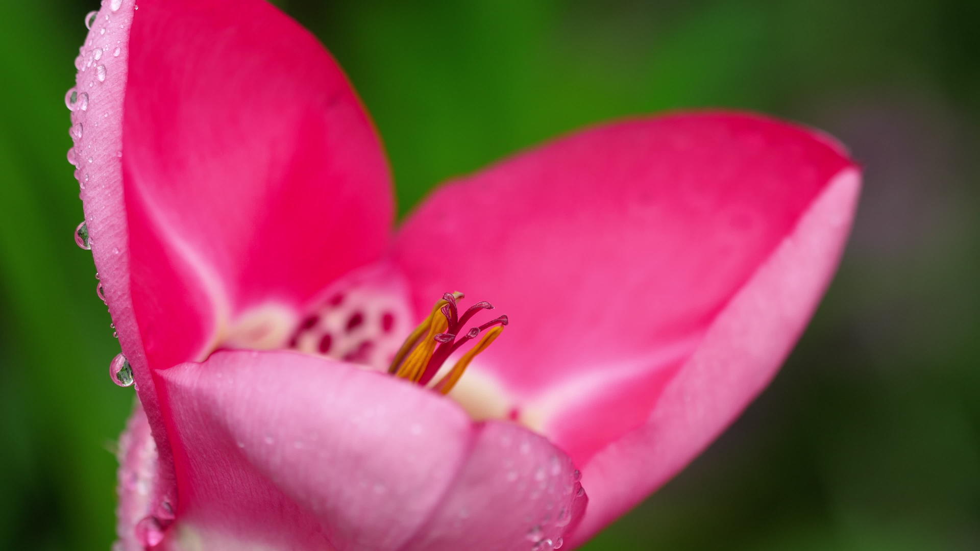 雨后花粉红色tigridiapavoonia视频的预览图