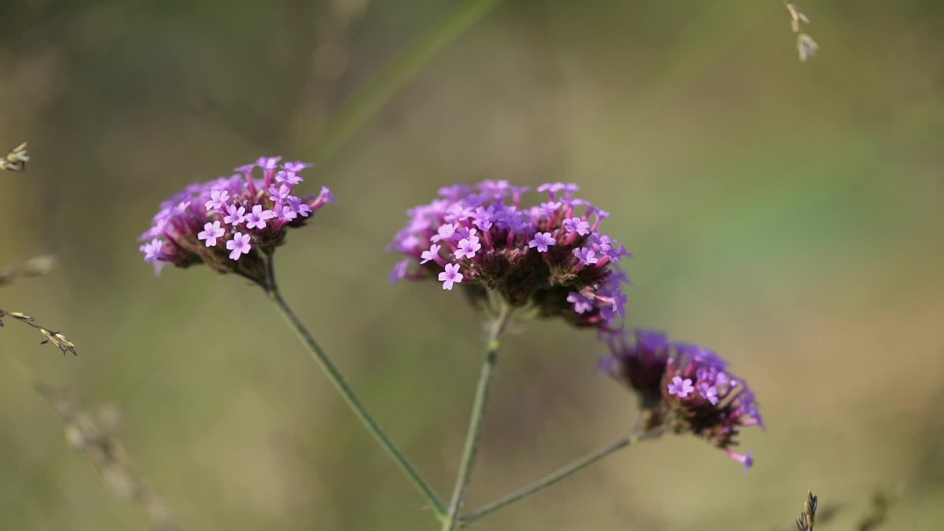 田野里的紫花视频的预览图