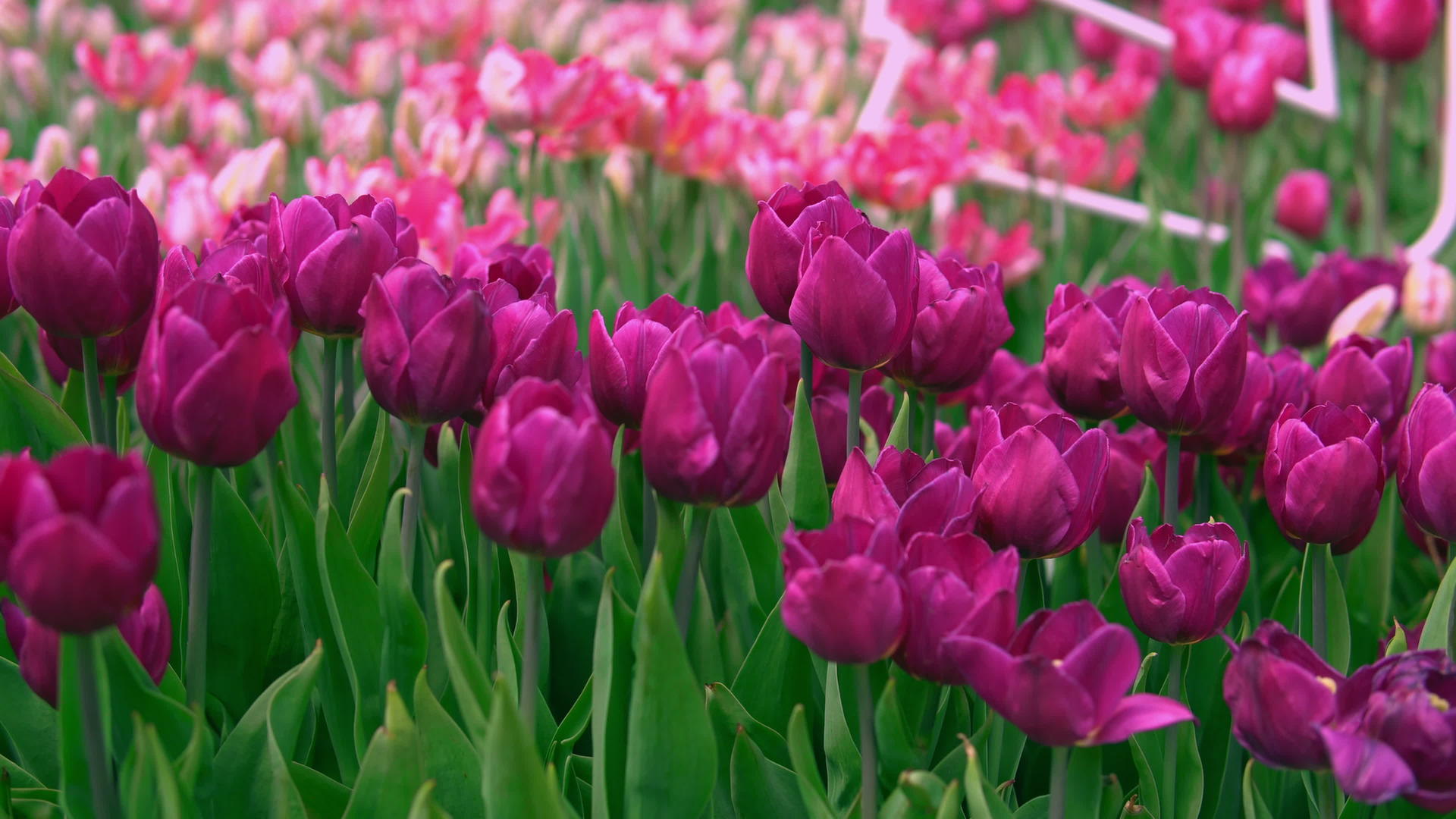 紫色郁金香在日落时视频的预览图