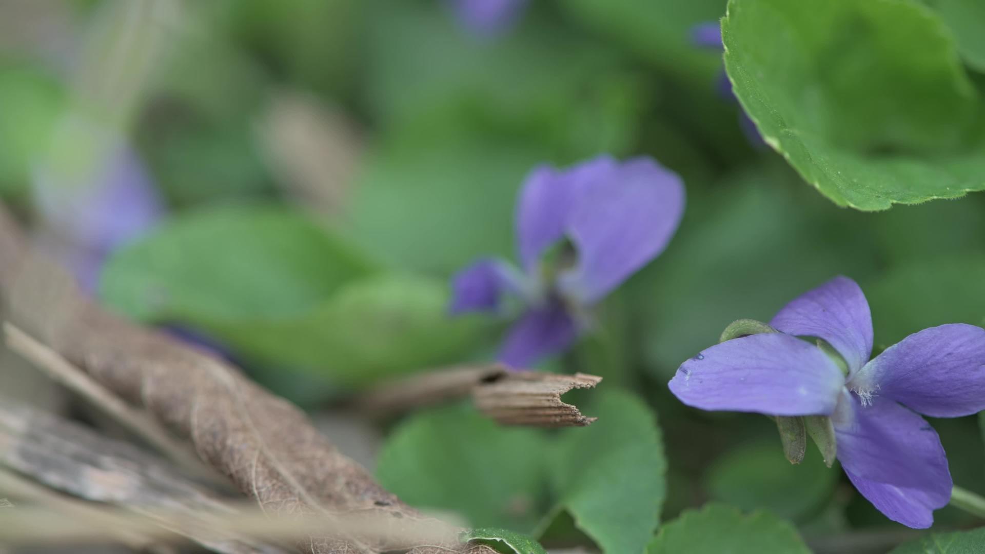 春春紫罗花在地上跟踪相机运动视频的预览图