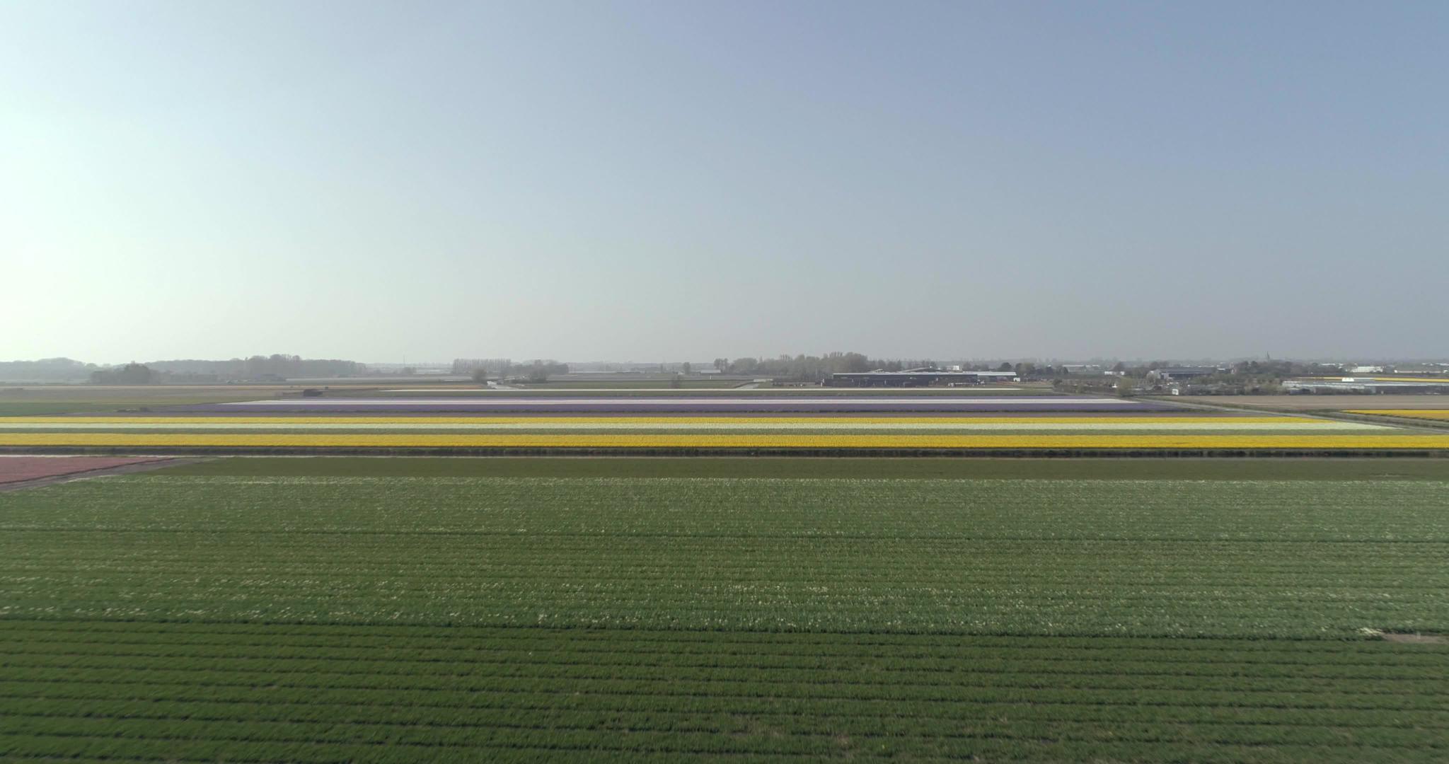 看看郁金香田Kinderdijk荷兰4K无人机视频视频的预览图
