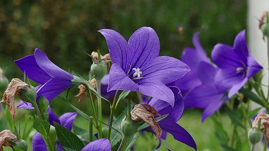 花园里美丽的紫色花朵视频的预览图