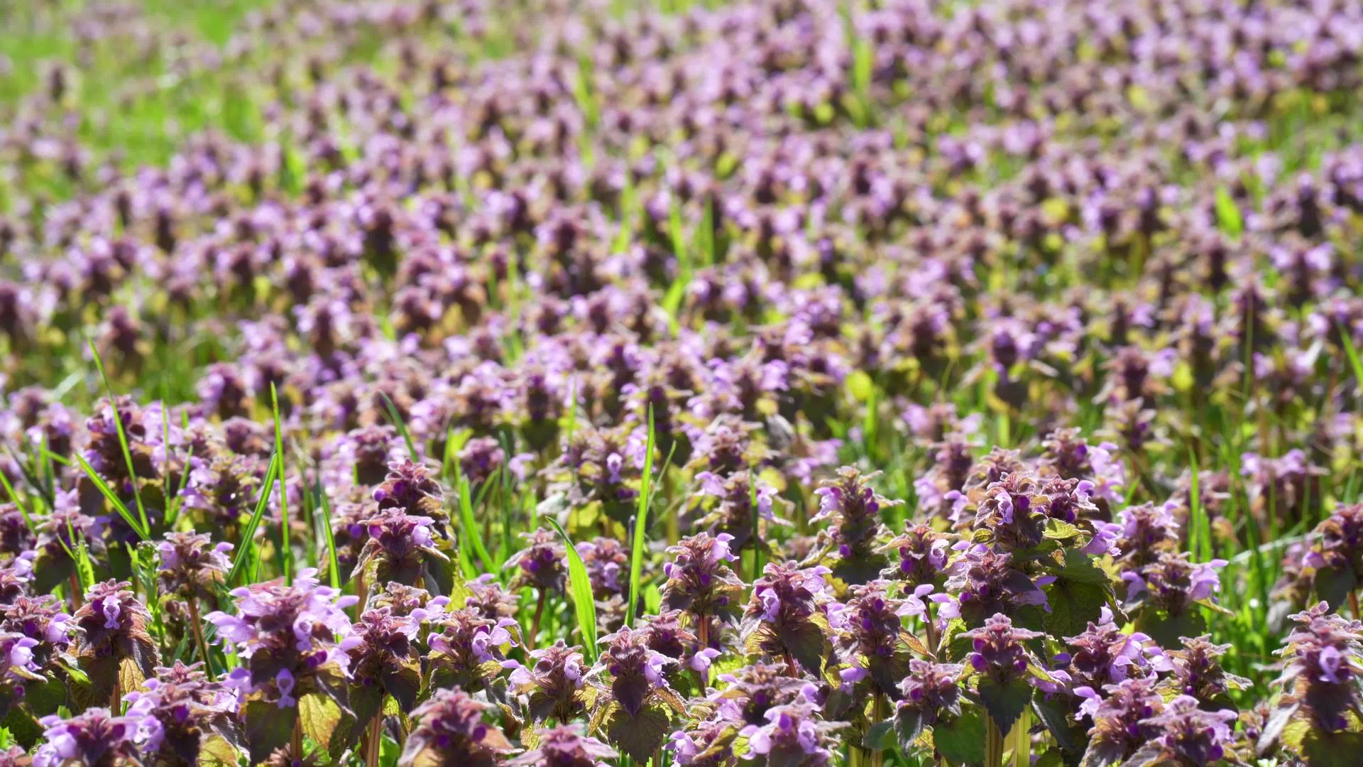 紫色死荨麻的特写镜头是一种美丽的植物有绿色和紫色的叶子视频的预览图