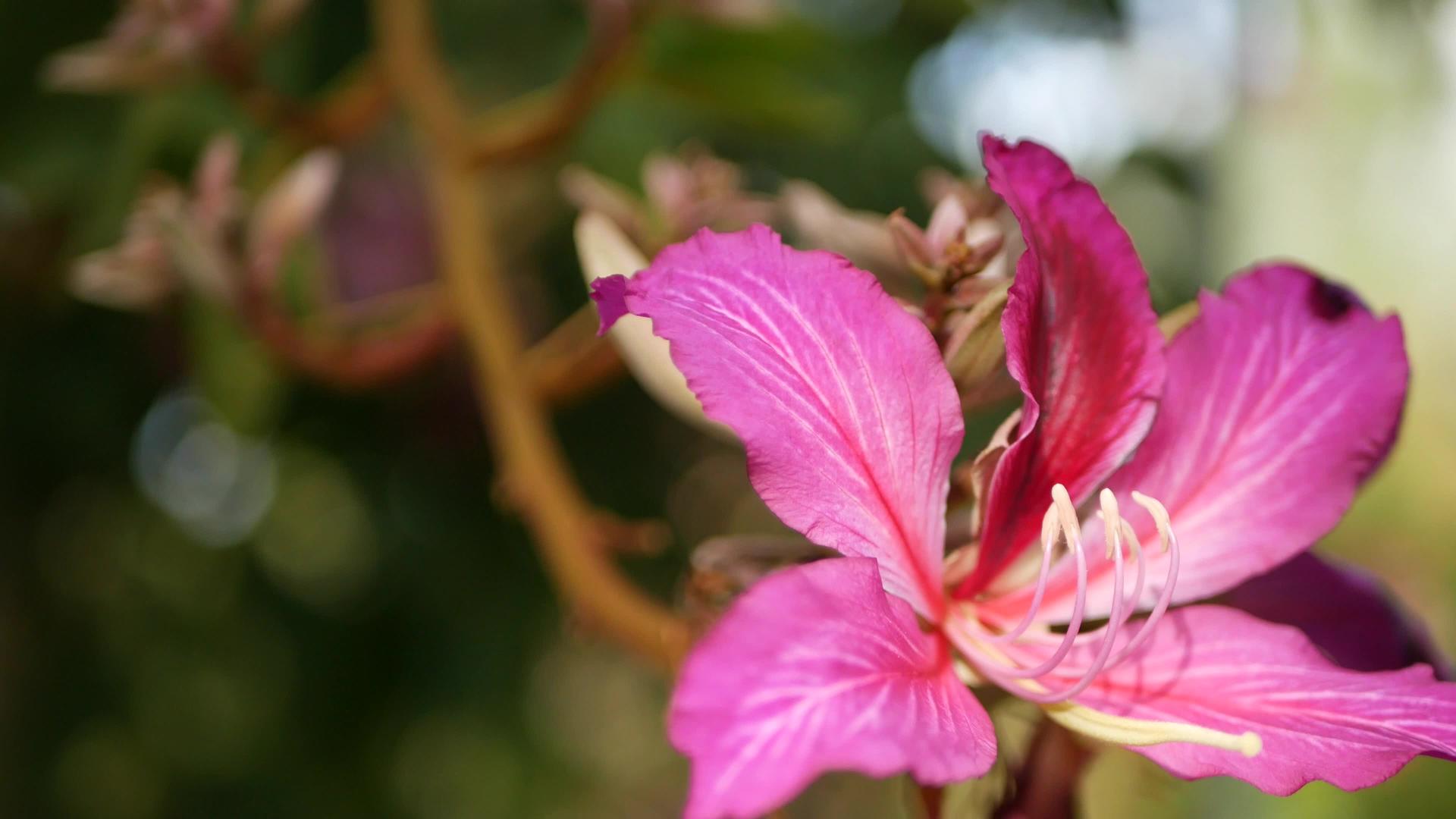 紫紫荆兰花树在美国加州开花视频的预览图