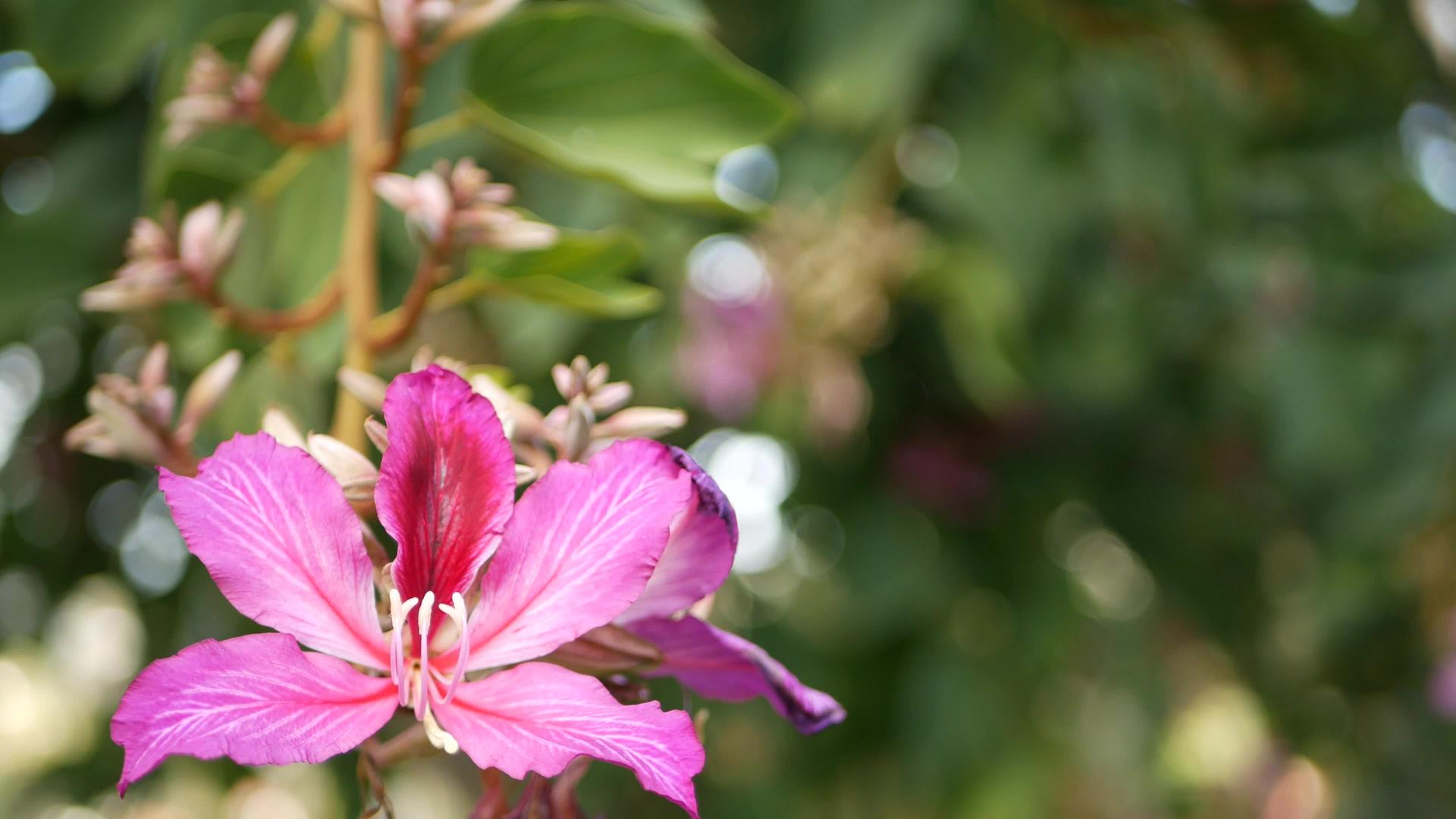 紫紫荆兰花树在美国加州开花视频的预览图