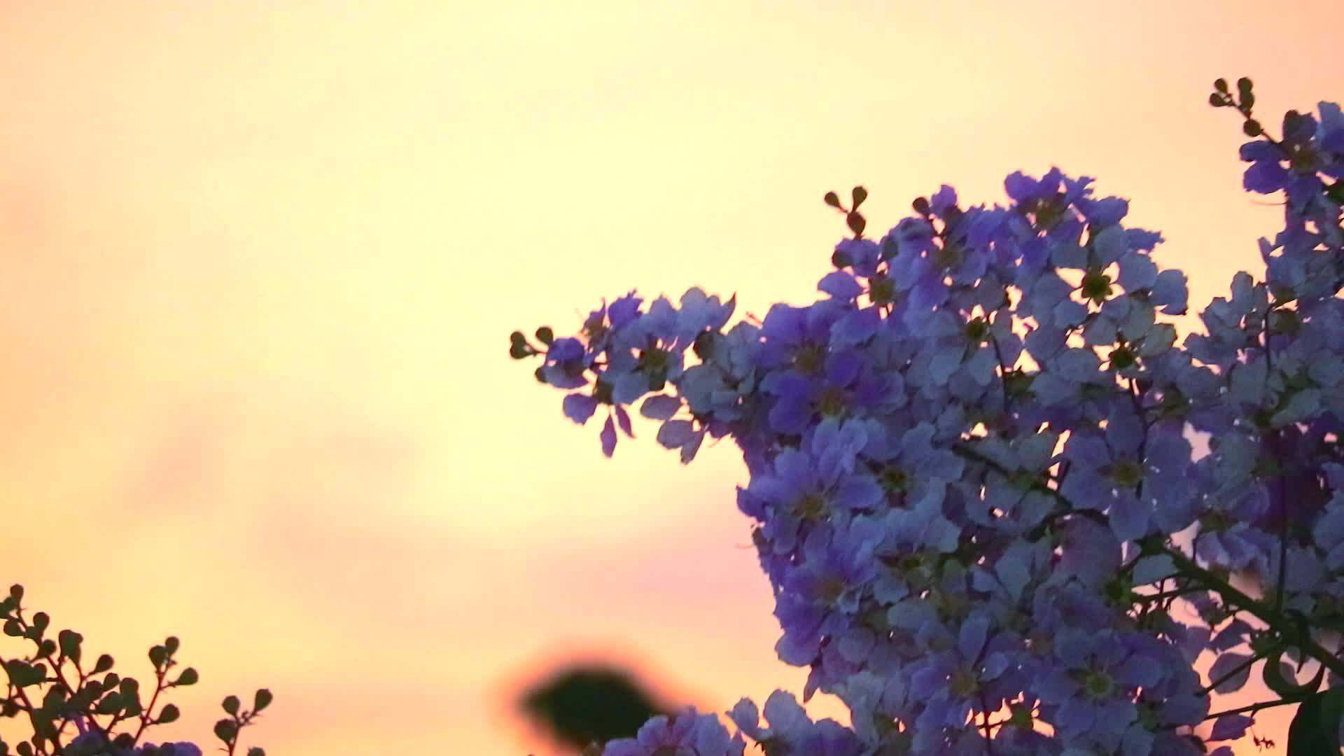 粉红色的白色花朵开花日落光1横跨冰山视频的预览图