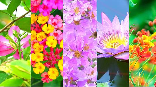 夏天花园里有五朵花夏天花园里有五朵花视频的预览图