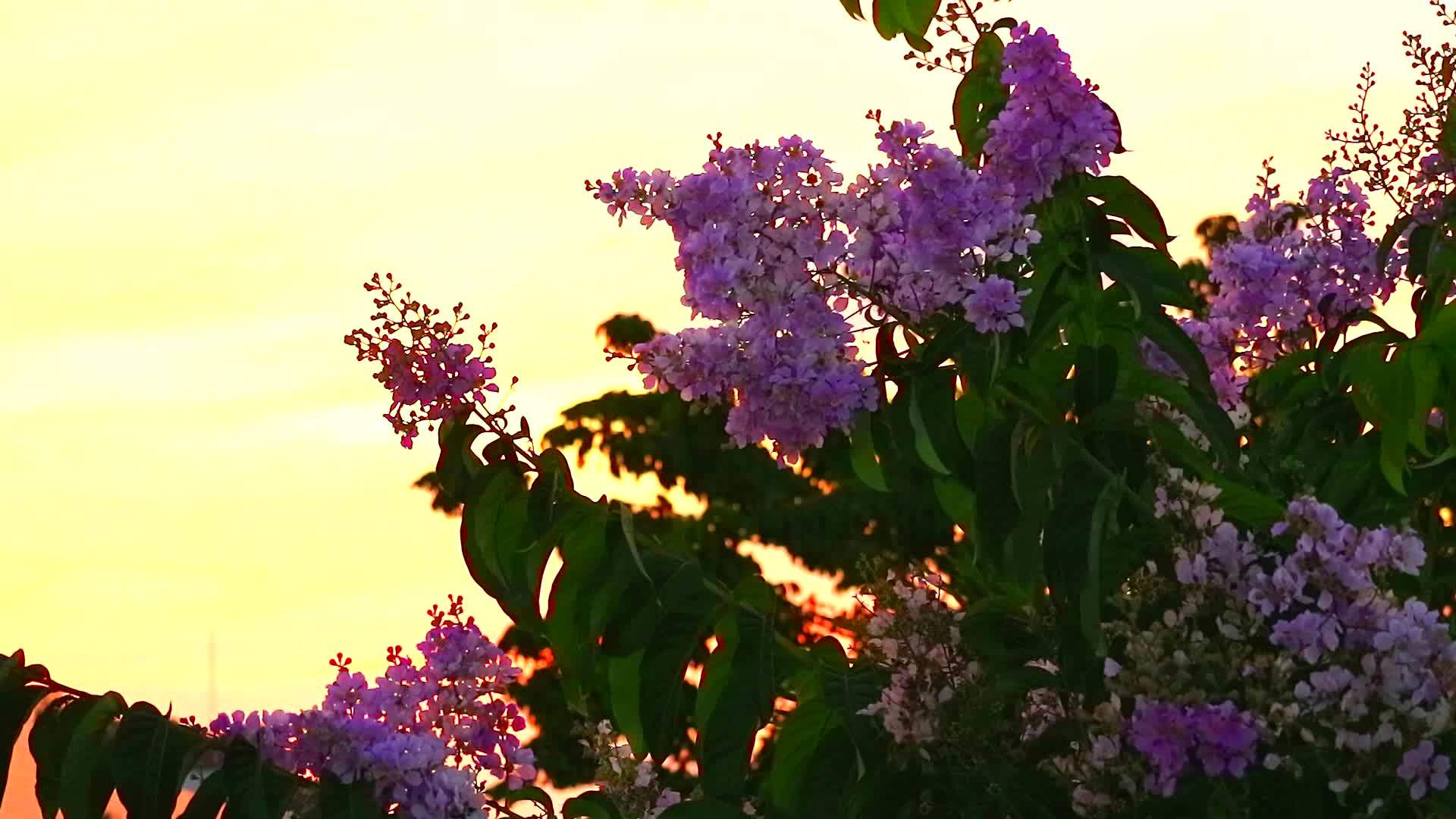 粉红色的白色花朵开花日落光1视频的预览图
