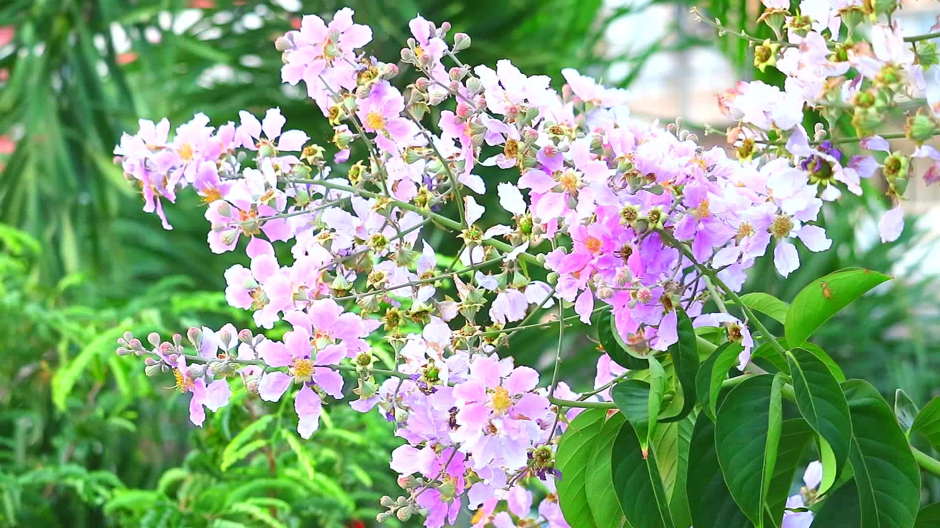 花在花园里开花1粉红色的白花视频的预览图