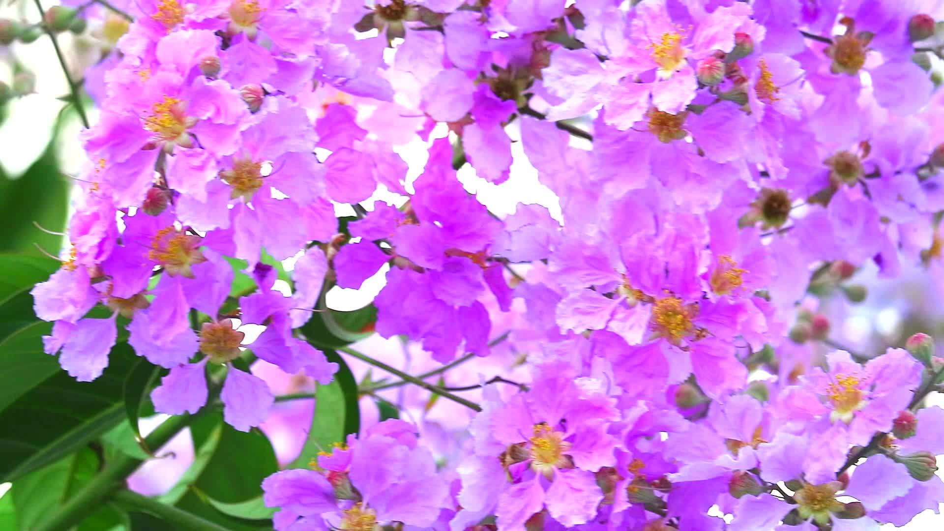 秋花在花园里开花横跨冰冷的山脊白色的粉红色的花朵视频的预览图