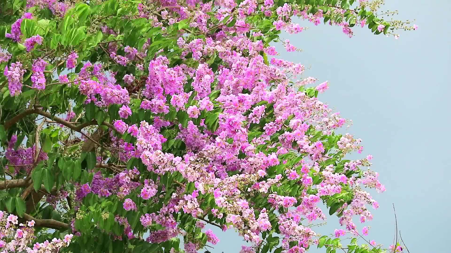 暴风雨季节的粉色白花和暴风雪天空中的大风视频的预览图