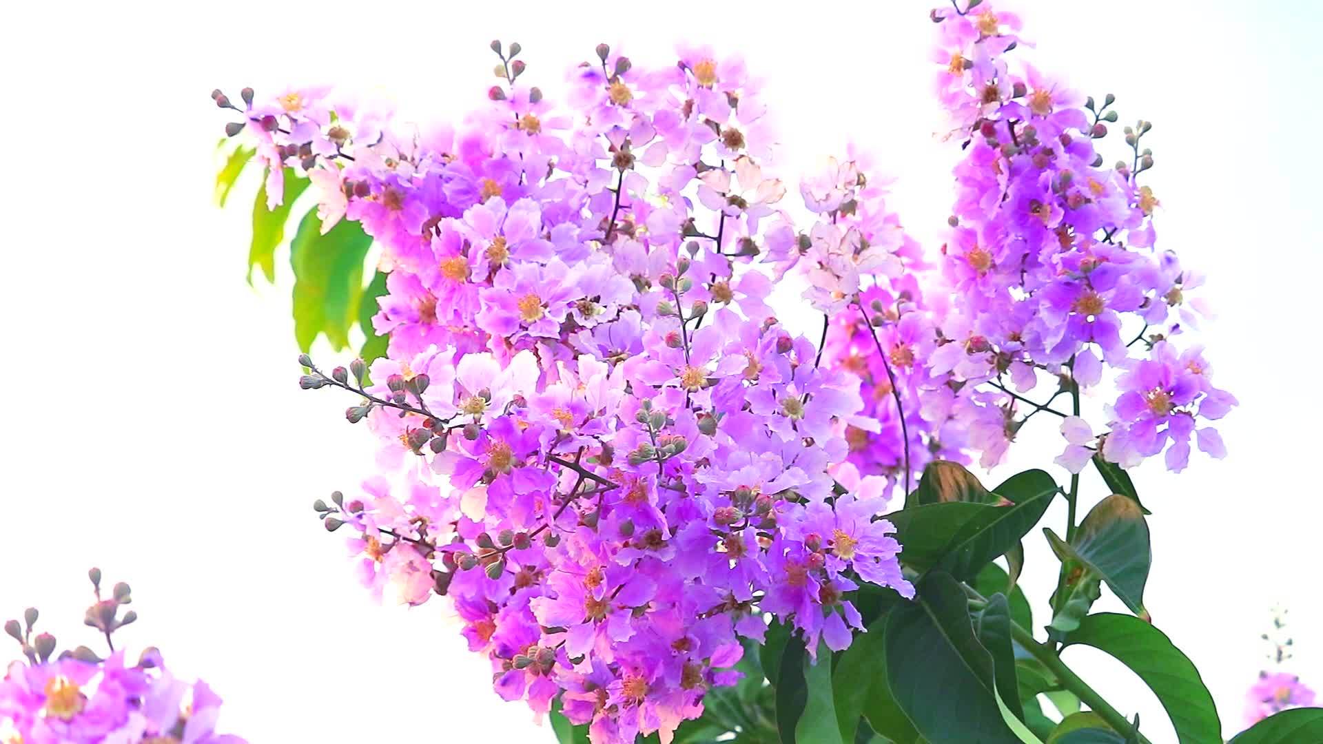 秋天的花和种子开花1粉红白视频的预览图