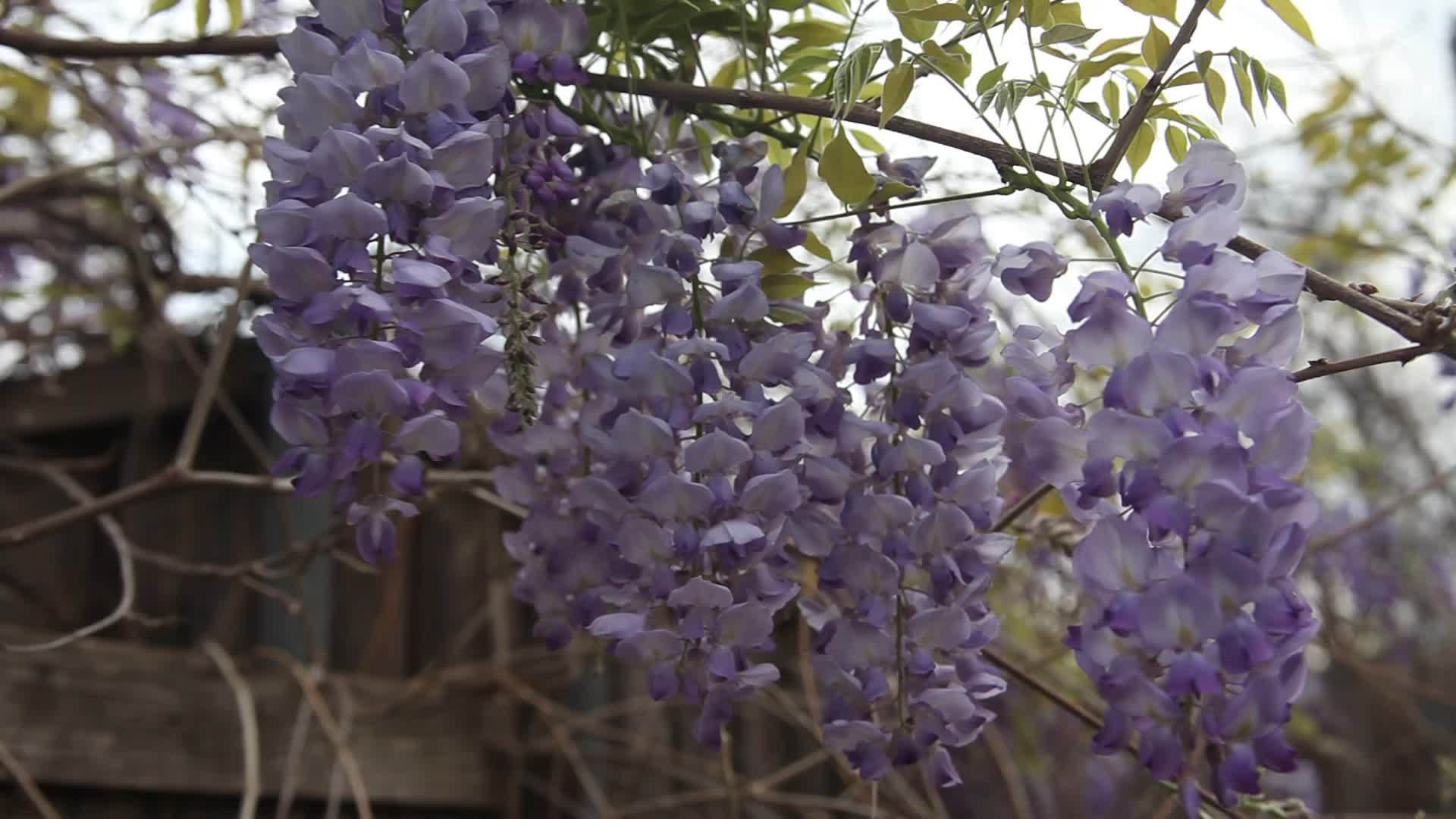 紫藤花视频的预览图