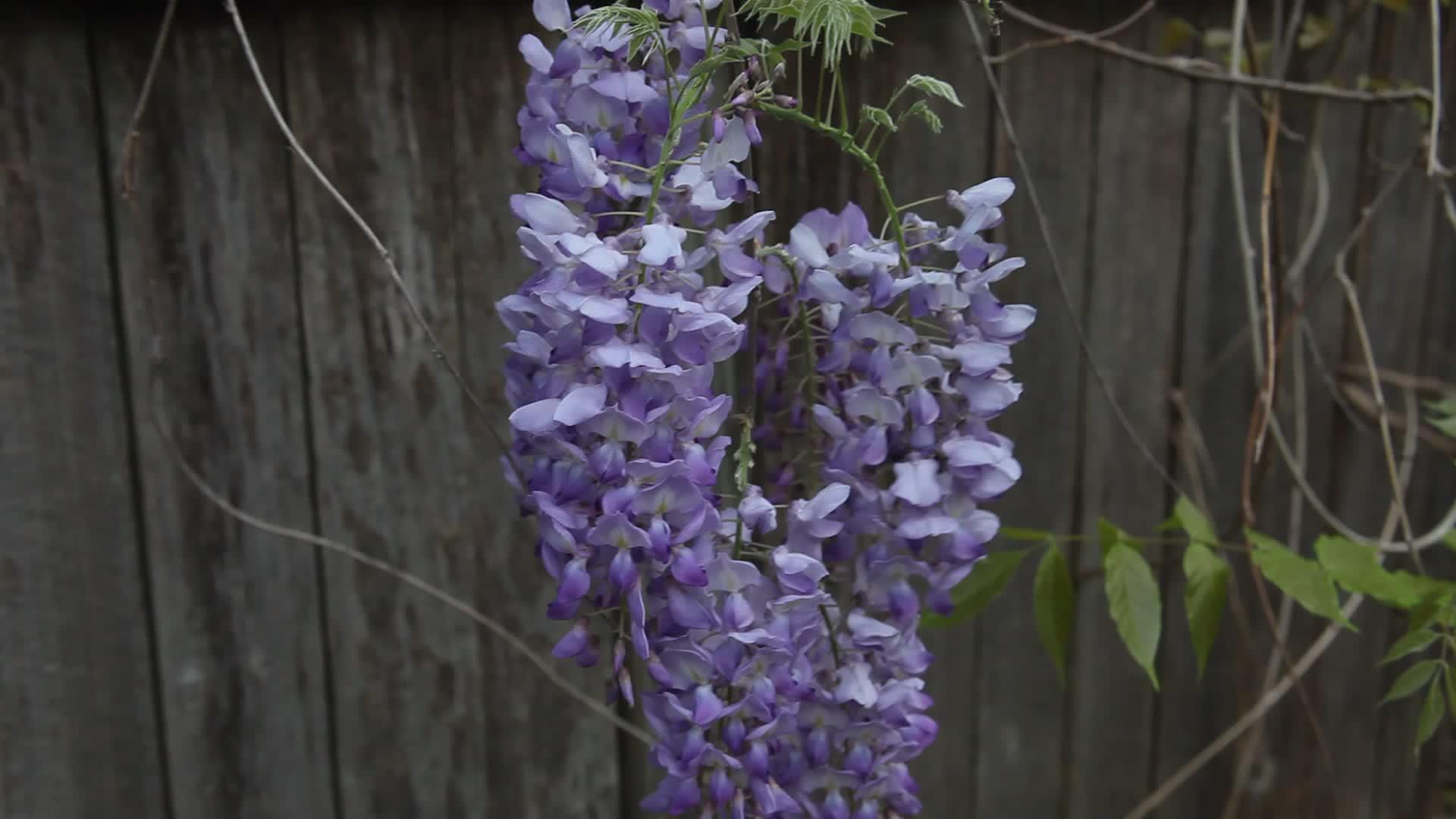 紫藤花视频的预览图