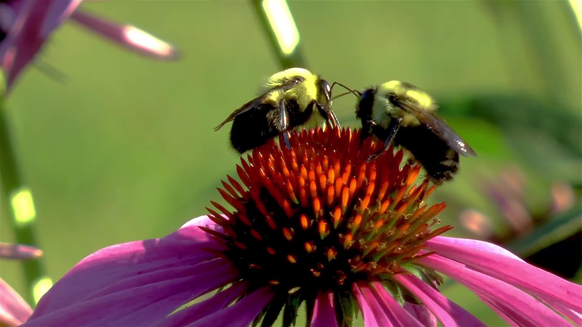 在一朵纯花上近距离观察两只蜜蜂视频的预览图