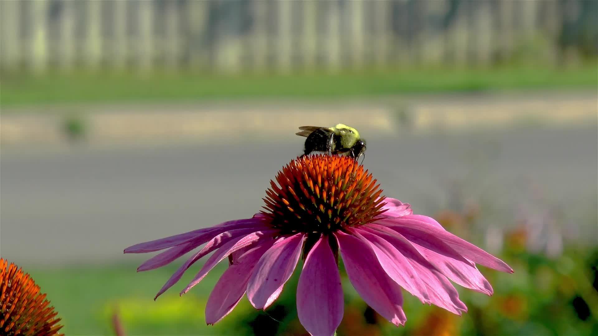 近距离观察一只蜜蜂在一朵纯花上视频的预览图