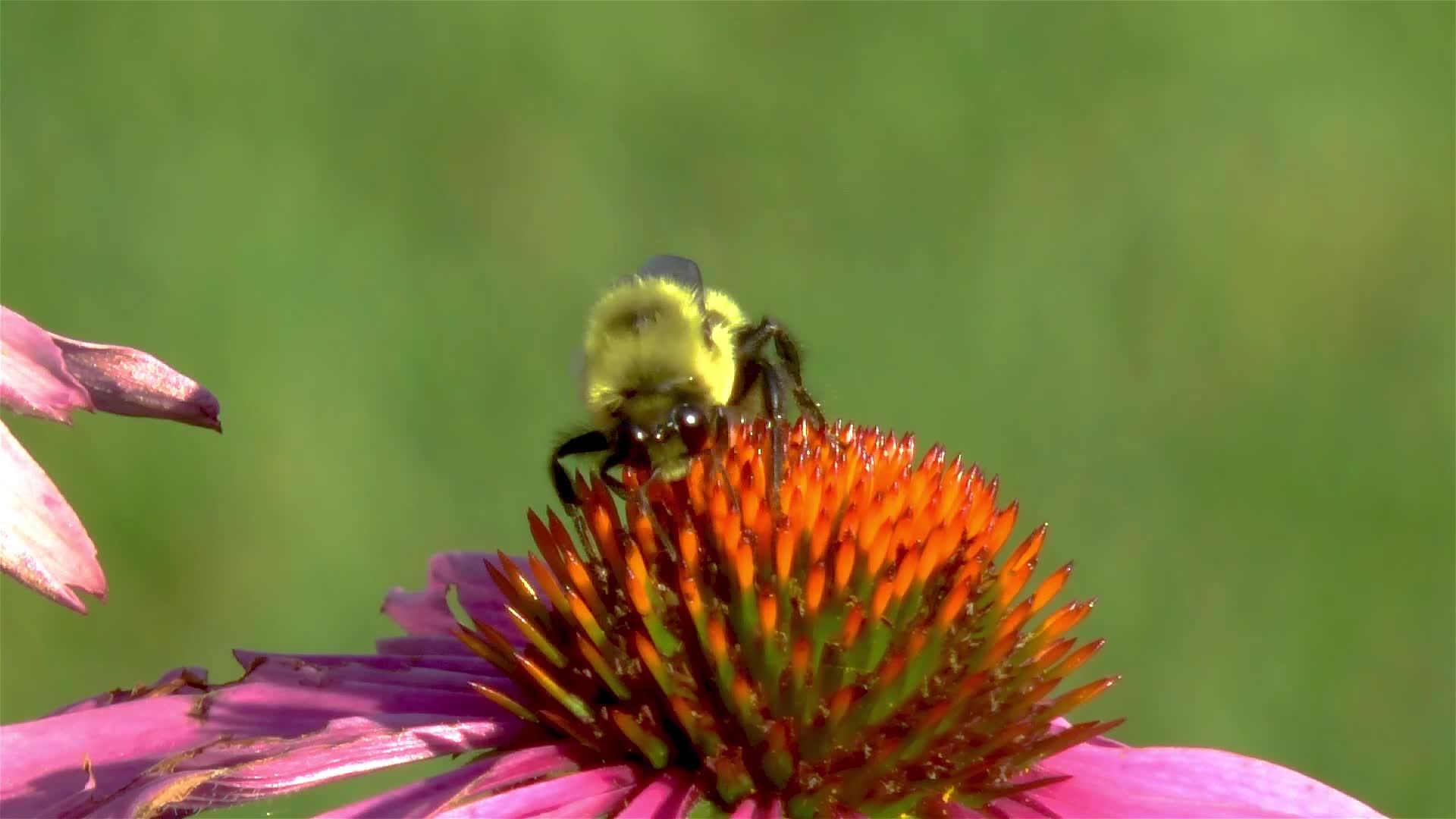 近距离观察一只蜜蜂在一朵纯花上视频的预览图