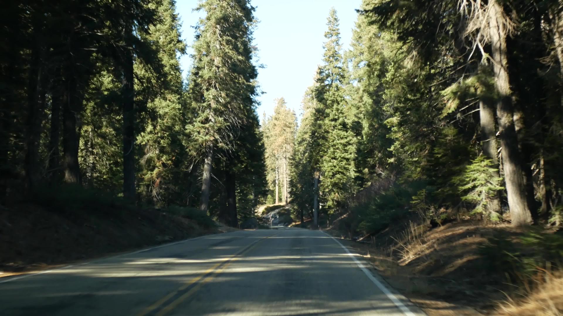 在红杉林中驾驶汽车从国王峡谷附近的大红杉林视频的预览图