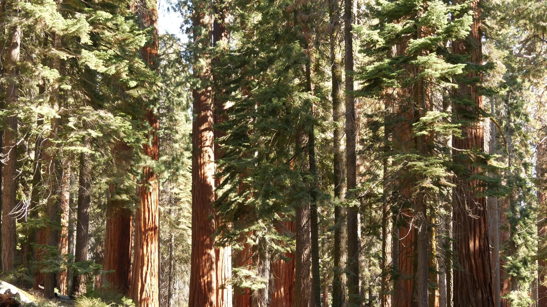 美国北加州国家公园红木国王峡谷附近的红杉林视频的预览图