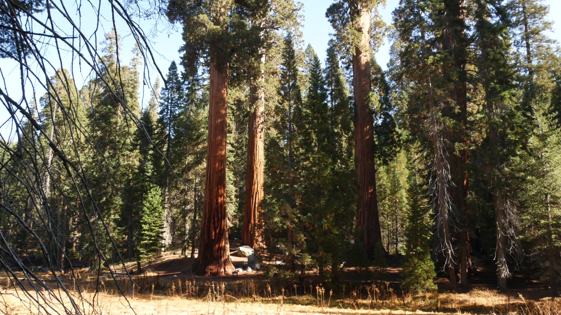 美国北加州国家公园红木国王峡谷附近的红杉林视频的预览图