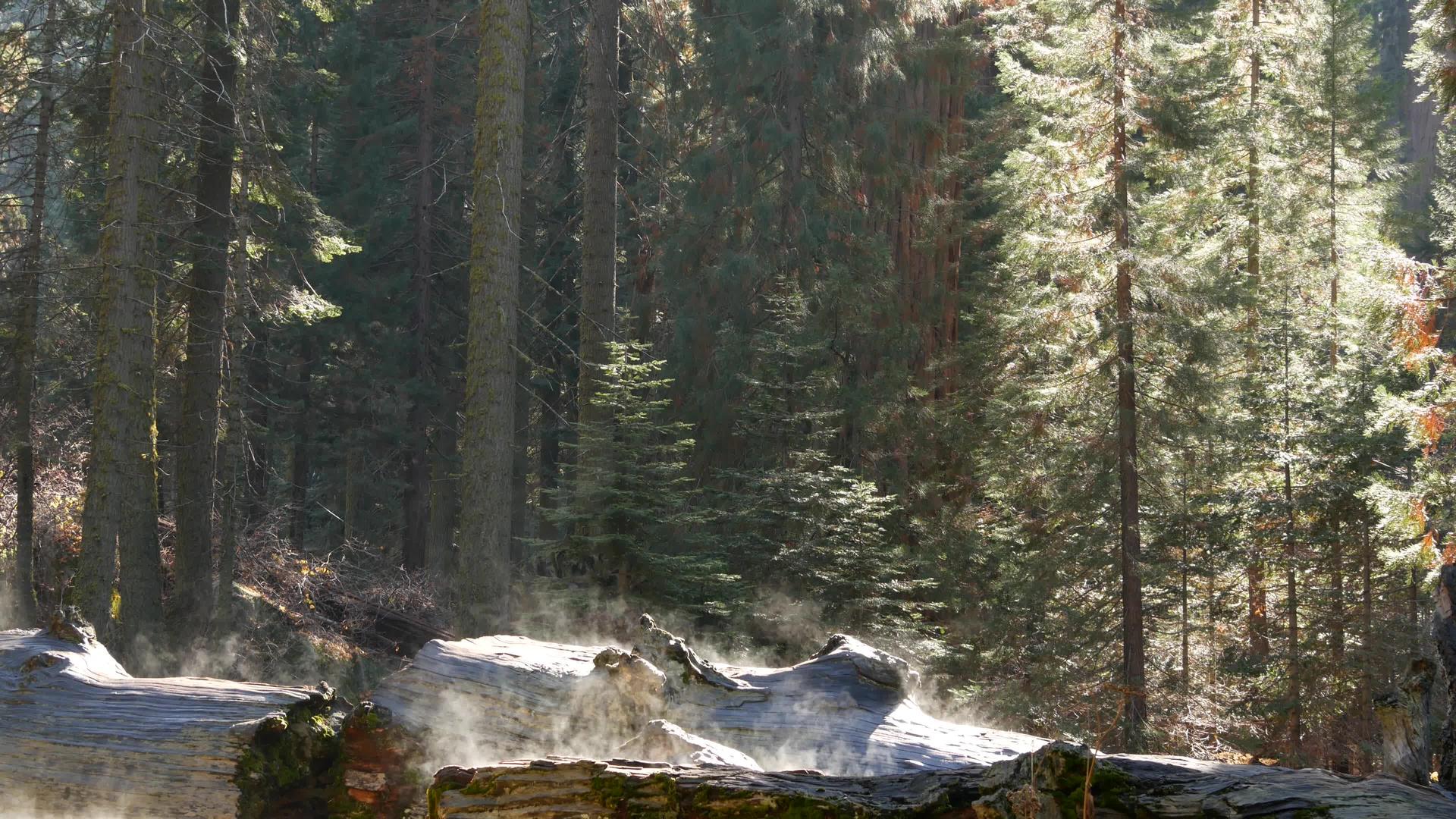雾在红杉林中升起在古老的木材中倒下的红木树干视频的预览图