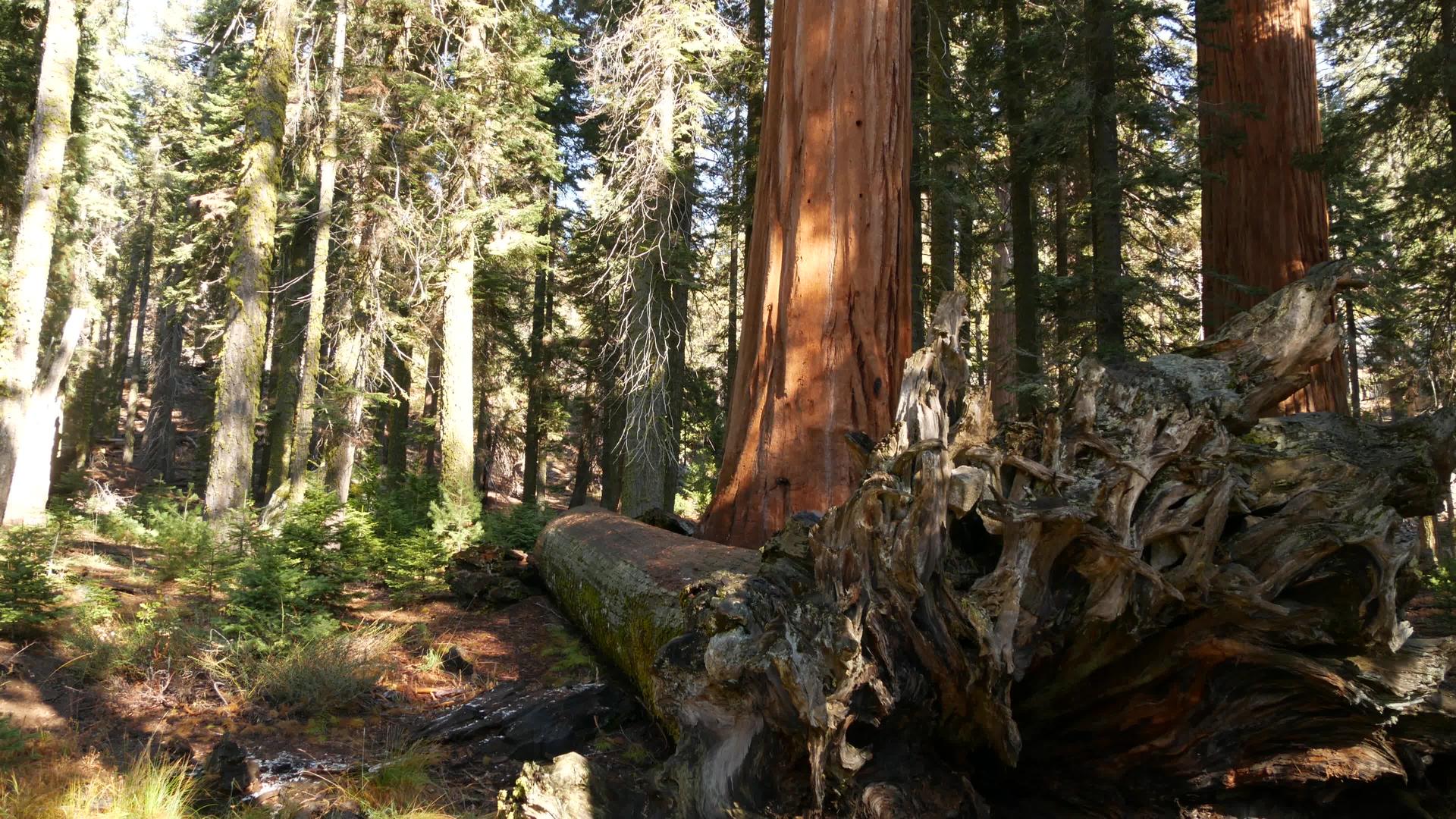 落下的红杉树根森林中巨大的红木树干连根拔起的大针叶视频的预览图