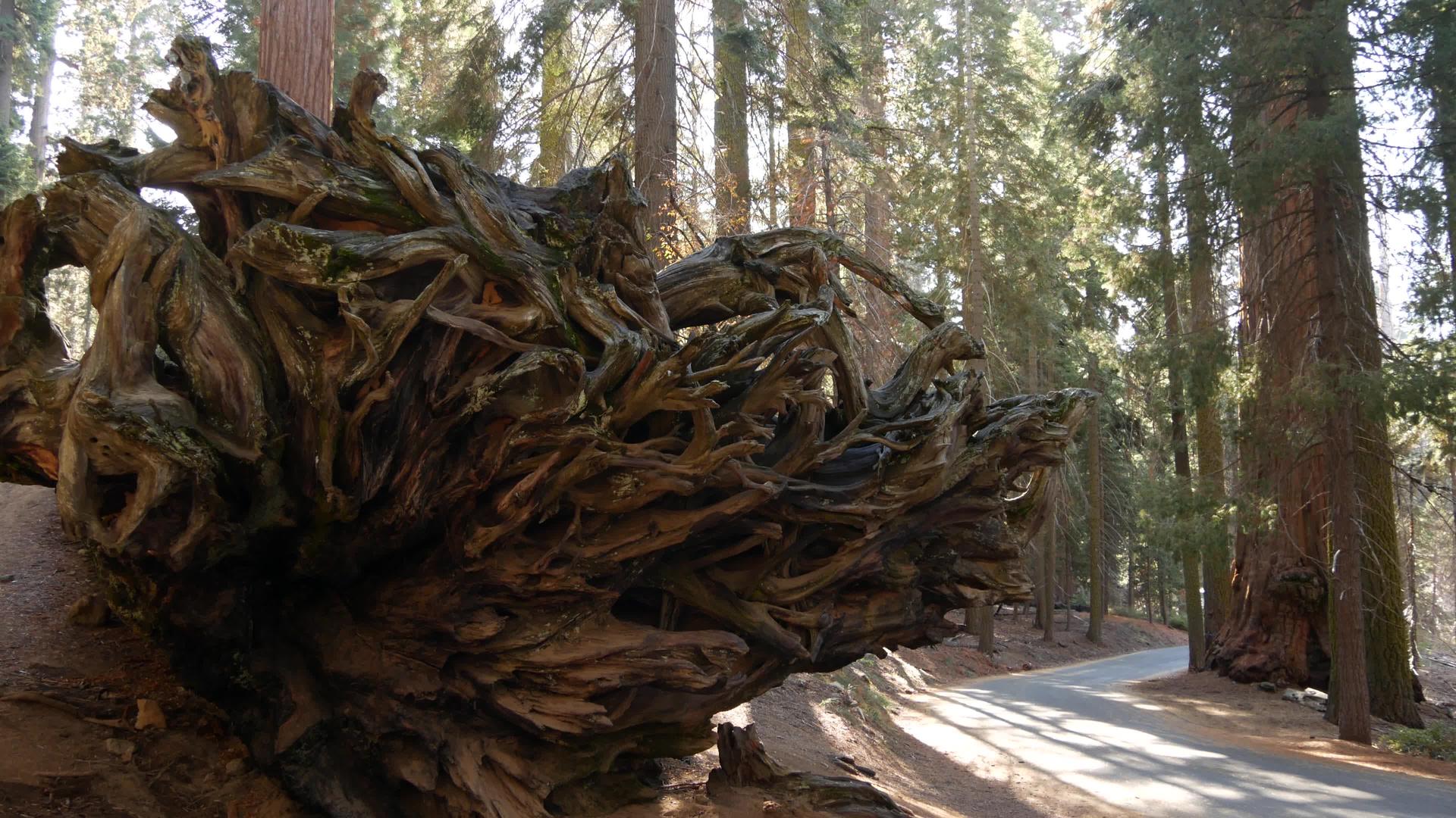 落下的红杉树根森林中巨大的红木树干连根拔起的大针叶视频的预览图