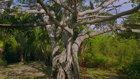 红树和棕榈视频的预览图