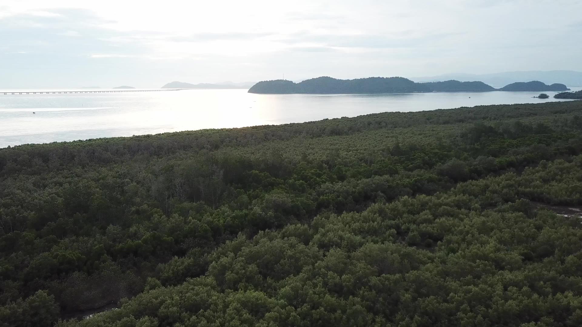 晚上在空中观察红树林视频的预览图